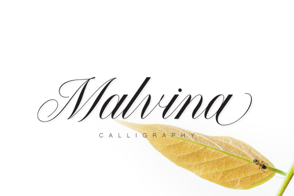 Malvina: The Calligraphy Font Elevating Luxury Brand Design